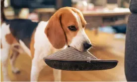  ?? Photograph: Zoonar GmbH/Alamy ?? Lab studies suggest the dog brain can reach beyond commands such as ‘fetch’ and ‘sit’.