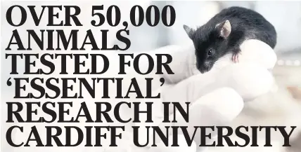  ??  ?? A Freedom of Informatio­n request showed that 43,568 mice were tested on between January 1 and December 31 in 2016