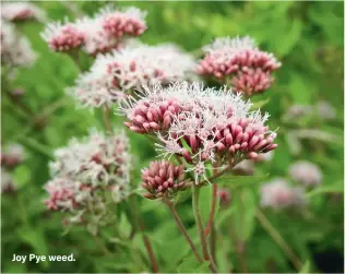  ??  ?? Joy Pye weed.