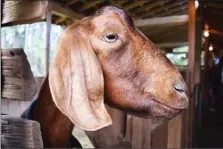  ??  ?? A Nubian goat at Salt Spring Island Cheese Co.