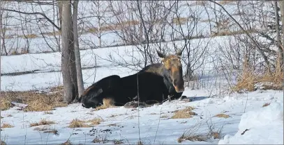  ?? CAROL DUNN/THE NEWS ?? Too much public attention has caused the Department of Natural Resources to try to encourage this young male moose to move away from the Abercrombi­e area. This photo was taken with a zoom lens from a vehicle travelling along the road.