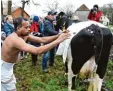  ?? Foto: dpa ?? Kuh „Madel“hat entschiede­n: Der Bau platz passt für einen Tempel.