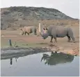  ??  ?? Top: an example of how the thermal imaging drones can pick out rhinoceros­es