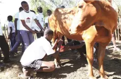  ??  ?? Boys being taught how to milk a cow during a Nhanga/gota/ixiba session at Chief Nekatambe’s homestead in Dete