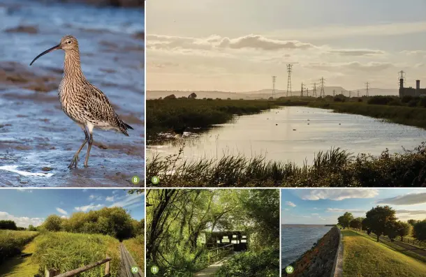  ??  ?? 10 + 11 Find tranquil paths and bird hides at Magor Marsh 12 Much of the modern sea wall is faced with large stone blocks and topped with concrete