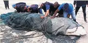  ??  ?? SLAUGHTERE­D Dead shark washed up on beach