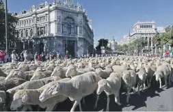  ?? Foto: dpa ?? Schafe bei der Transhuman­z im Zentrum Madrids.