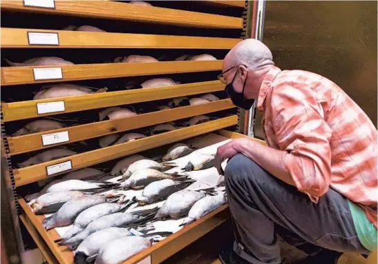 ?? BRIAN CASSELLA/CHICAGO TRIBUNE PHOTOS ?? Ben Marks, collection manager of birds at the Field Museum, looks for a Franklin’s gull specimen May 12 that was preserved by Nathan Leopold in 1922 and later donated by his family.