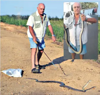  ?? Muzi Zincume ?? Snake catcher, Fred Lubbe released the black mamba into a safe habitat