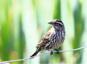  ??  ?? FEMALE RED-WINGED BLACKBIRD, North Ronaldsay, Orkney, May