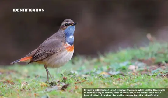  ?? ?? Is there a better-looking spring overshoot than male White-spotted Bluethroat? In south-easterly or easterly winds in early April, scour coastal scrub in the hope of a flash of sapphire blue and fiery orange from this delightful chat.