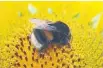  ??  ?? The British researcher­s said the bumblebees showed “an impressive amount of cognitive flexibilit­y”.