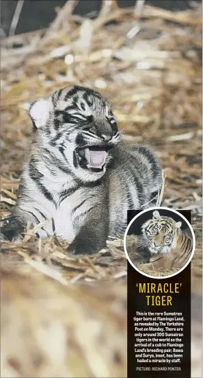  ??  ?? This is the rare Sumatran tiger born at Flamingo Land, as revealed by The Yorkshire Post on Monday. There are only around 300 Sumatran tigers in the world so the arrival of a cub to Flamingo Land’s breeding pair, Bawa and Surya, inset, has been hailed...