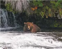  ?? KATMAI NATIONAL PARK AND PRESERVE VIA NEW YORK TIMES ?? A bear named 480 Otis is a repeat victor of Fat Bear Week. Each year, people vote for the heftiest brown bear at Katmai National Park and Preserve during the contest.