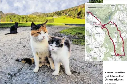  ?? BILD: SN/HEUGL ?? Katzen-Familiengl­ück beim Hof Untergador­ten.