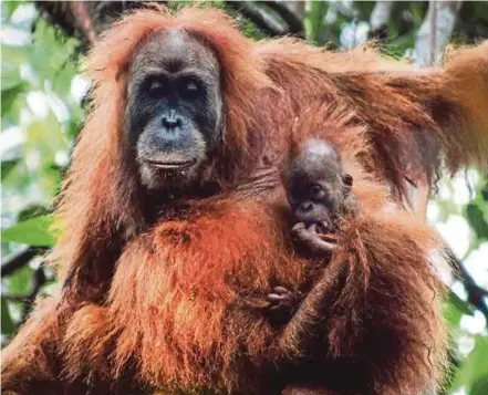 ?? FILE PIC ?? The new species, Pongo tapanulien­sis, or the Tapanuli orangutan, was described as living only in an area of forest about 1,100 square kilometres in size.