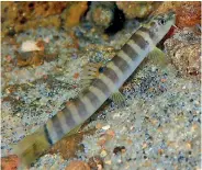  ??  ?? Banded Mountain loach