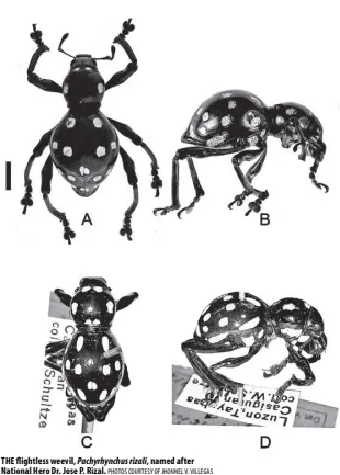  ?? PHOTOS COURTESY OF JHONNEL V. VILLEGAS ?? THE flightless weevil, Pachyrhync­hus rizali, named after National Hero Dr. Jose P. Rizal.