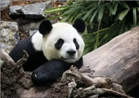  ?? JEFF MCINTOSH — THE ASSOCIATED PRESS ?? Da Mao is one of two adult male pandas the zoo in Calgary, Alberta, Canada, is sending back to China because the coronaviru­s epidemic has disrupted essential deliveries of fresh bamboo.