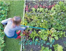  ?? GETTY Pictures: ?? HOE DOWN: Use a hoe every week to remove weeds between crops