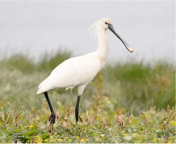  ??  ?? Spoonbill, Cley, Norfolk, 22 June