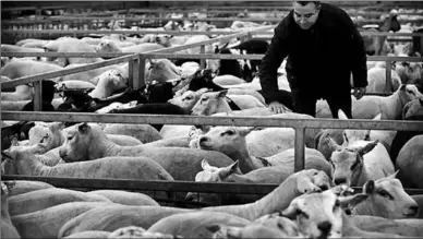  ??  ?? Een schaapherd­er aait zijn schapen. (Foto: RTL Nieuws)