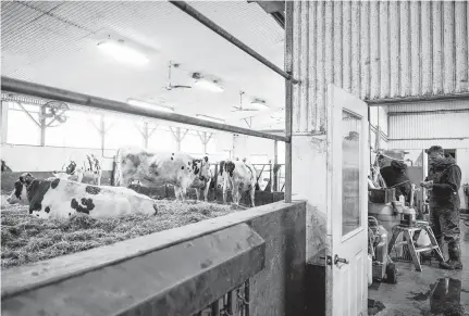  ?? ALEX FILIPE • REUTERS ?? Gerald Pulver, owner of Goreland Farms, inspects milk beside cows in Carrying Place, Ont.