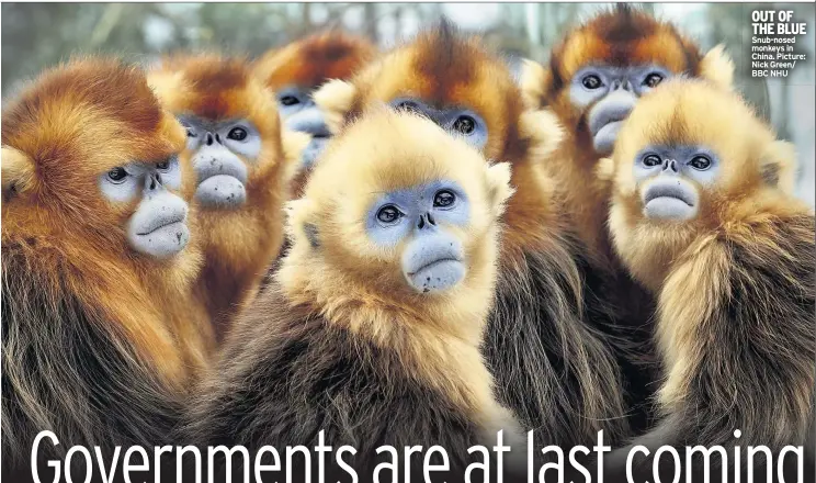  ??  ?? OUT OF THE BLUE Snub-nosed monkeys in China. Picture: Nick Green/ BBC NHU
