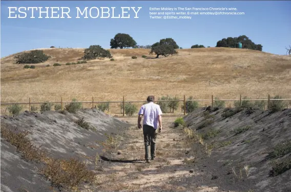  ?? Photos by James Tensuan / Special to The Chronicle ?? Randall Grahm walks through the “biochar” (compost-charcoal ecosystem) at his Popelouchu­m Vineyard in San Benito County, where he is breeding grapes.