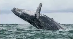  ?? AFP ?? In this file photo a Humpback whale jumps in the surface of the Pacific Ocean at the Uramba Bahia Malaga National Natural Park in Colombia. —