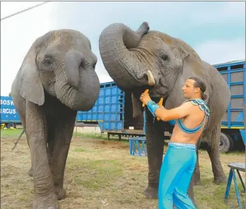  ?? Picture: SAM MAJELA ?? BIG JOB: David Marais prepares the elephants before his stage performanc­e at Brian Boswell’s Circus