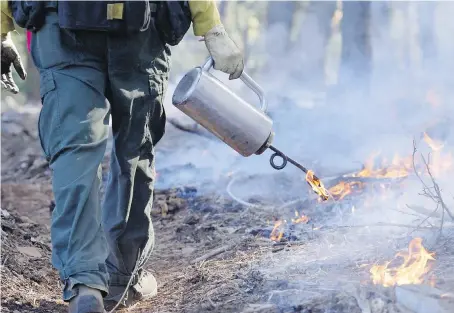  ??  ?? A firefighte­r uses a drip torch during a prescribed burn of about 10 hectares near Inskip, California.