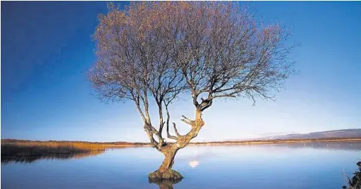  ?? NICK EVANS ?? The Kenfig pool tree at the Kenfig National Nature Reserve.