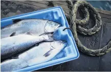  ?? PHOTO: SUPPLIED ?? Awaiting outcome . . . decision on partial move in the Marlboroug­h Sounds not due until February. Pictured: New Zealand King Salmon farmed fish.