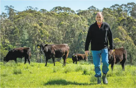  ?? Santiago Mejia / The Chronicle ?? Bill Niman walks among the Angus cattle at his ranch in Bolinas. He sold his grass-fed beef company, BN Ranch, to Blue Apron.