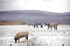  ?? STEPHANIE ZOLLSHAN/THE BERKSHIRE EAGLE VIA AP ?? At Wedgewood Stables in Lanesborou­gh, Mass., horses graze the pasture Saturday with their coats on after a cold and snowy night.