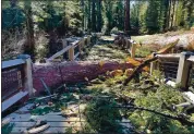  ?? YOSEMITE NATIONAL PARK ?? A storm with winds up to 100 mph toppled trees Jan. 18-19 in Mariposa Grove, Yosemite National Park, including firs, pines and 15 giant sequoias.
