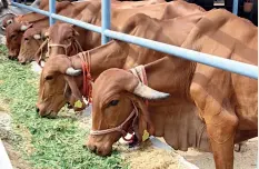  ?? ?? CHEW THE CUD Desi cows are bred at a natural farming homestead near Tirumala