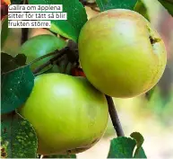  ??  ?? Gallra om äpplena sitter för tätt så blir frukten större.