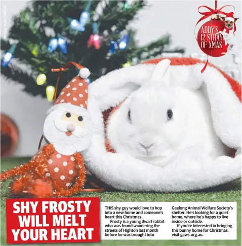  ??  ?? THIS shy guy would love to hop into a new home and someone’s heart this Christmas.
Frosty is a young dwarf rabbit who was found wandering the streets of Highton last month before he was brought into Geelong Animal Welfare Society’s shelter. He’s...