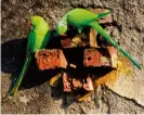  ??  ?? Ring-necked parakeets are now common in parts of south east England (see RSPB Handbook of Garden Wildlife).