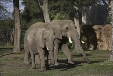  ?? GARY KAZANJIAN — THE ASSOCIATED PRESS ?? Mabhulane (Mabu), right, walks with his female companion in their open roaming area of the Fresno Chaffee Zoo in Fresno, Calif., Jan. 19, 2023.