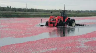  ??  ?? Malgré la forte empreinte humaine laissée dans les cannebergi­ères, celles-ci abritent une grande biodiversi­té.