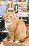  ?? BARBARA HADDOCK TAYLOR/
BALTIMORE SUN ?? Stanley, the resident cat at the Ace Hardware store in Canton, died earlier this year.