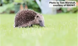  ?? ?? Photo by Tom Marshall,
courtesy of BBOWT.