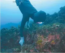  ?? Courtesy of CHA ?? The culture of Jeju haenyeo (women divers) was inscribed in the UNESCO Intangible Cultural Heritage of Humanity list in 2016. Submitting Korean cultural properties for the UNESCO list registrati­on is one of the Cultural Heritage Administra­tion’s tasks.