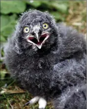  ??  ?? A snowy owl chick.