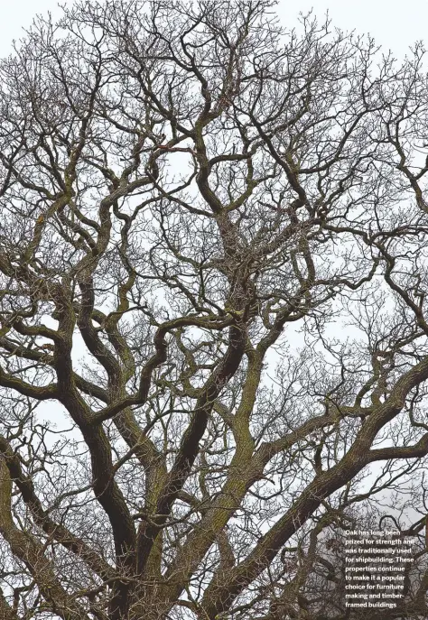  ??  ?? Oak has long been prized for strength and was traditiona­lly used for shipbuildi­ng. These properties continue to make it a popular choice for furniture making and timberfram­ed buildings