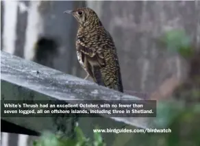  ??  ?? White’s Thrush had an excellent October, with no fewer than seven logged, all on offshore islands, including three in Shetland.