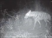  ?? ?? A camera trap captured a striped hyena on December 3.